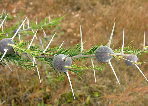 acacia-tree